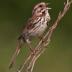 Male song sparrows may reveal mental strengths and weaknesses when they sing.