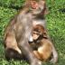 Studies on rhesus macaques at the California National Primate Research Center contributed to a new technique allowing researchers to pinpoint the end of exclusive breast-feeding in Neanderthals.