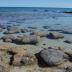 Stromatolites, once widespread in coastal areas, now thrive in just a few locations in the tropical Atlantic and Indian Oceans and in some very salty lakes. The formations seen here are near Shark Bay on the western coast of Australia. The cyanobacteria in stromatolites live very near the surface of the rock, where they can receive the sunlight they need to photosynthesize.