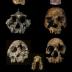 A set of new studies from the University of Utah and elsewhere found that human ancestors and relatives started eating an increasingly grassy diet 3.5 million years ago. The studies included analysis of tooth enamel  from fossils of several early African humans, their ancestors and extinct relatives, some of which are shown here. Top left: <i>Paranthropus bosei</i>, 1.7 million years ago. Top right: <i>Homo sapiens</i>, 10,000 years ago. Center left: <i>Paranthropus aethiopicus</i>, 2.3 million years ago. Center right: <i>Homo ergaster</i>, 1.6 million years ago. Bottom left: <i>Kenyanthropus platyops</i>, 3.3 million years ago. Bottom center: lower jaw from <i>Australopithecus anamensis</i>, 4 million years ago. Bottom right: <i>Homo rudolfensis</i>, 1.9 million years ago.