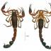 This image shows the male holotype of the newly discovered large tail scorpion species <i>Tityus (Atreus) crassicauda</i>.