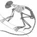 This is an artist's illustration of the skeleton of <i>Archicebus achilles</i>. The darkened bones represent the known bony elements of the skeleton found in China.