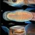 This is the head of a young remora (<i>Remora osteochir</i>) 26.7 millimeter long as seen from the (A) side, (B) top and (C) front.