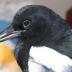 Black billed magpies, such like this one named "Gobi," seem to think and take decisions faster when humans, and possibly predators in general, are directly looking at them, reports a team of researchers in <i>PLOS ONE</i> (Lee et al. 2013. Direct Look from a Predator Shortens the Risk-assessment Time by Prey" <i>PLOS ONE</i>; http://dx.plos.org/10.1371/journal.pone.0064977).