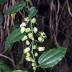 This image shows the beautiful inflorescences of <i>Passiflora kwangtungensis</i>.