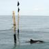 Harbor porpoises manage very well in coastal and busy -- and potential dangerous -- waters. This photograph is from Denmark.
