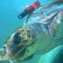 This is a loggerhead turtle in the study equipped with a 3-D logger.