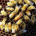Researchers have found that genetic diversity, determined by the number of times a queen bee has mated, is crucial to maintaining the health of a honey bee colony.