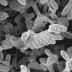 The antibiotic planosporicin is produced by a soil bacterium called <i>Planomonospora alba</i>.