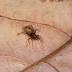 This photo shows a new <i>Mecysmauchenius</i> new species, female in the field. This species uses power-amplified high-speed predatory strikes.