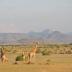 This image shows an Angolan giraffe herd in Damaraland, NW Namibia.