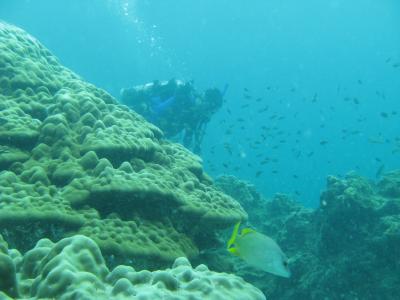 Biodiversity on Smithsonian Coral Biodiversity Survey Of Panama S Pearl Islands   E