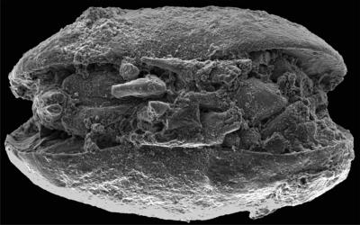 new fossil discovery