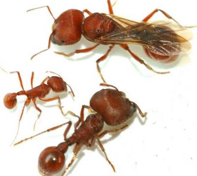 20080818410140 10 Fakta Menakjubkan Mengenai Semut