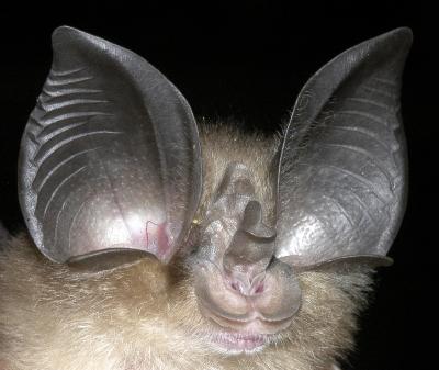 bat hearing
