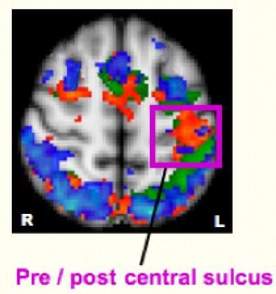 Consciousness Is The Brain's Wi-Fi, Resolving Competing Requests, Study ...