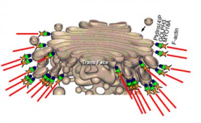 The Golgi