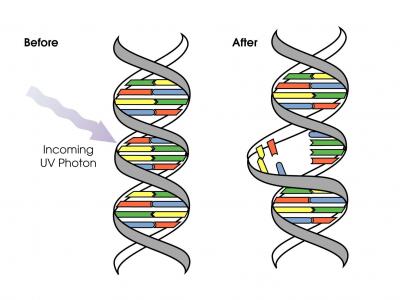 UV exposure has increased over the last 30 years, but ... genetic diagram of reptiles 