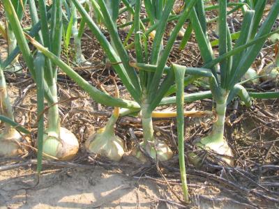 Cowpea Cover Crop