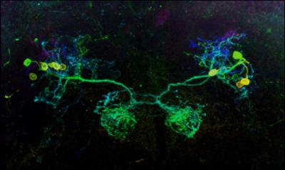 fly brain dopaminergic neurons