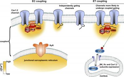 Calcium Signalling