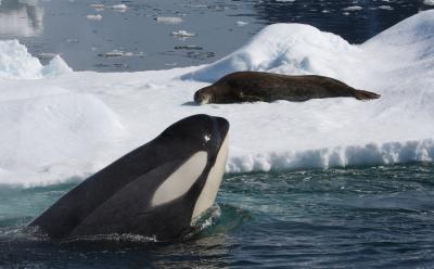 NOAA scientists find killer whales in Antarctic waters prefer weddell