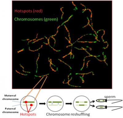 NIH, USU study maps hotspots of genetic rearrangement Biology Diagrams