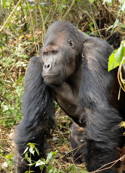 avg silverback weight avg silverback weight