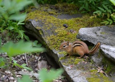 ovenbirds eavesdrop on chipmunks to protect nests e ovenbirds eavesdrop on chipmunks to protect nests e