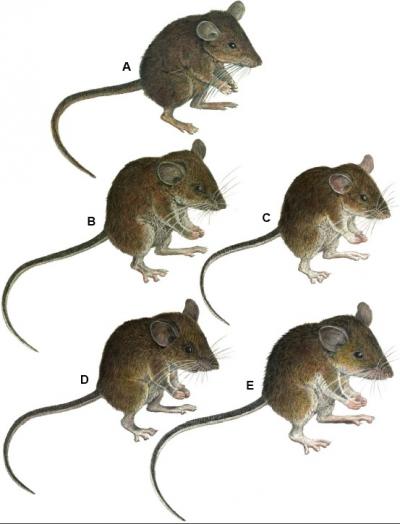 DNA Decoded By FSU Biologist Reveals 7 New Mice Species | (e) Science News