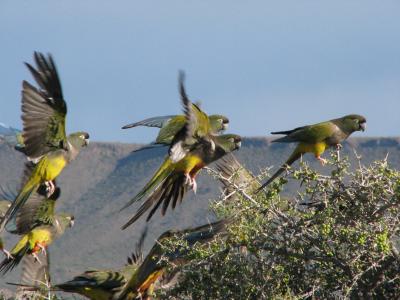 What Are The Four Climate Zones Of The Andes Mountains