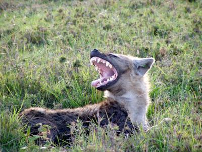Microbes help hyenas communicate via scent | (e) Science News