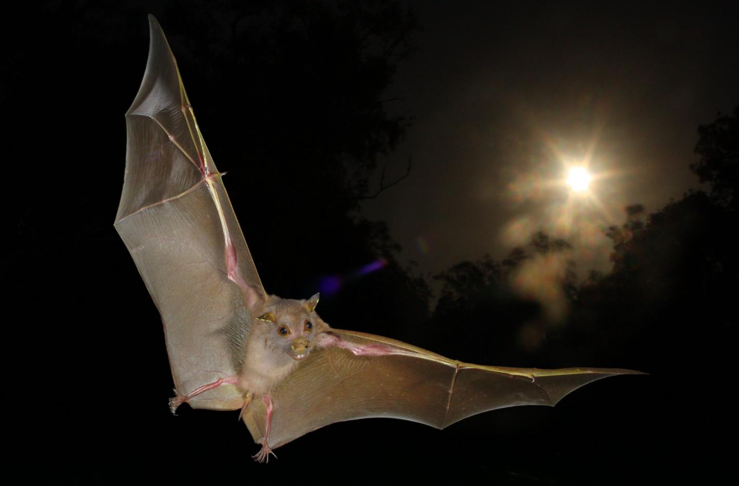 'Nonecholocating' fruit bats actually do echolocate, with wing clicks
