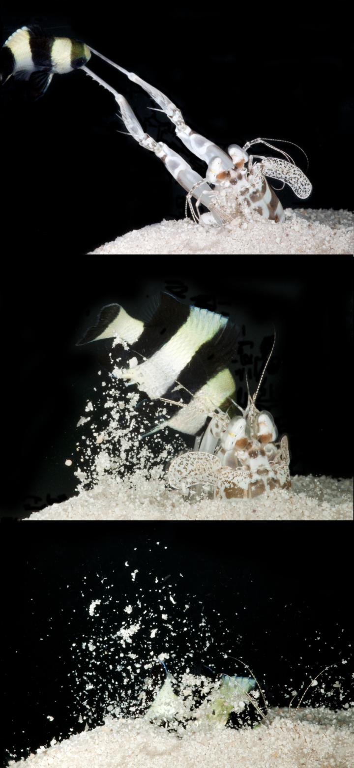 How mantis shrimp evolved many shapes with same powerful punch (e