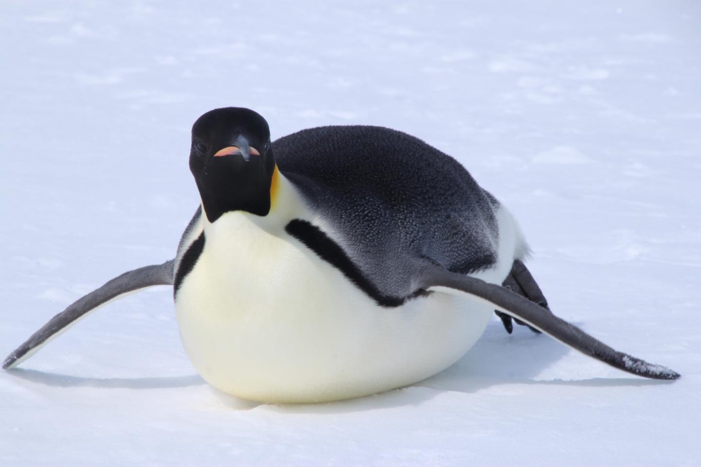 minisolife penguin