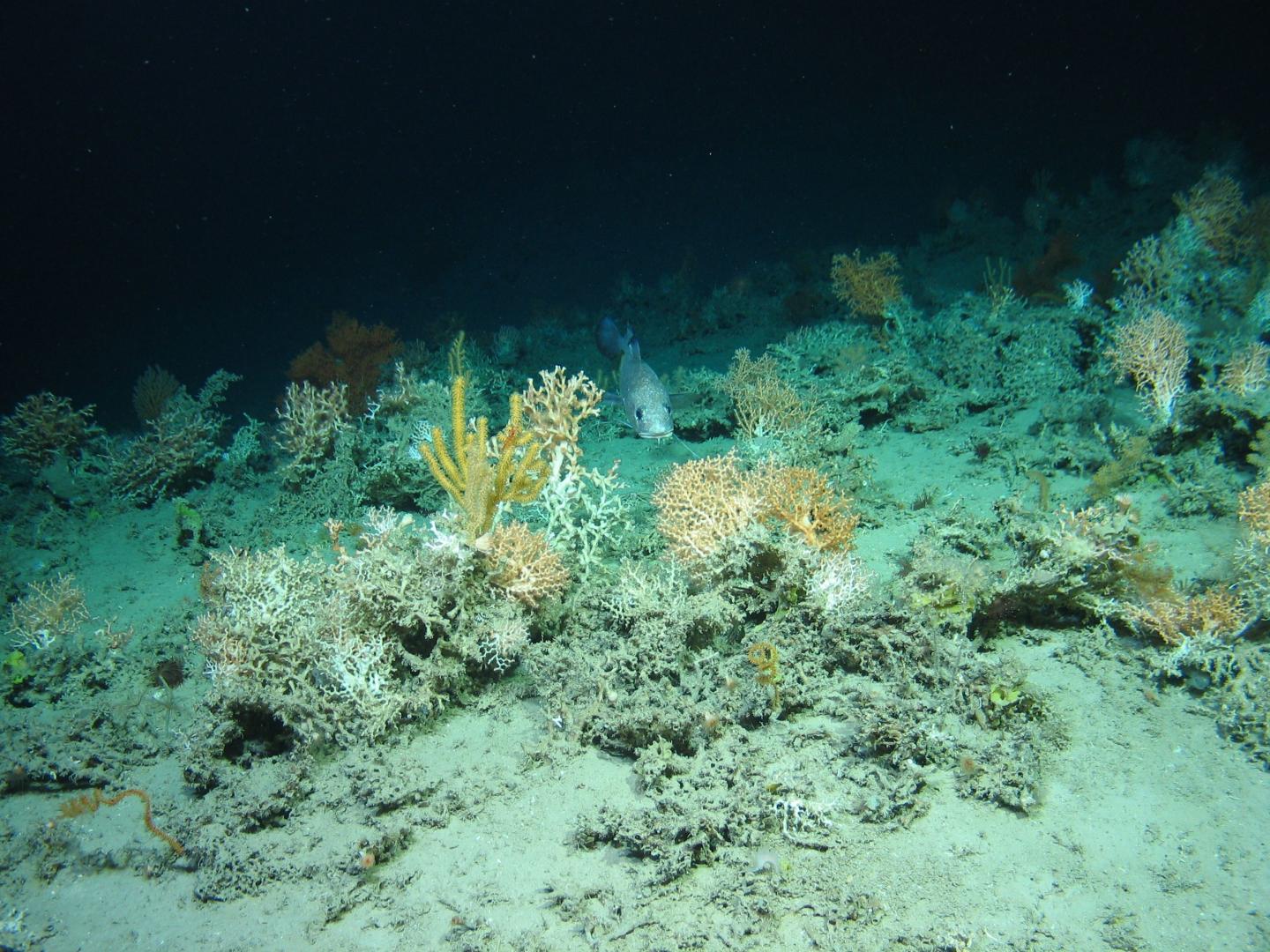 Marine Mathematics Helps To Map Undiscovered Deep Water Coral Reefs