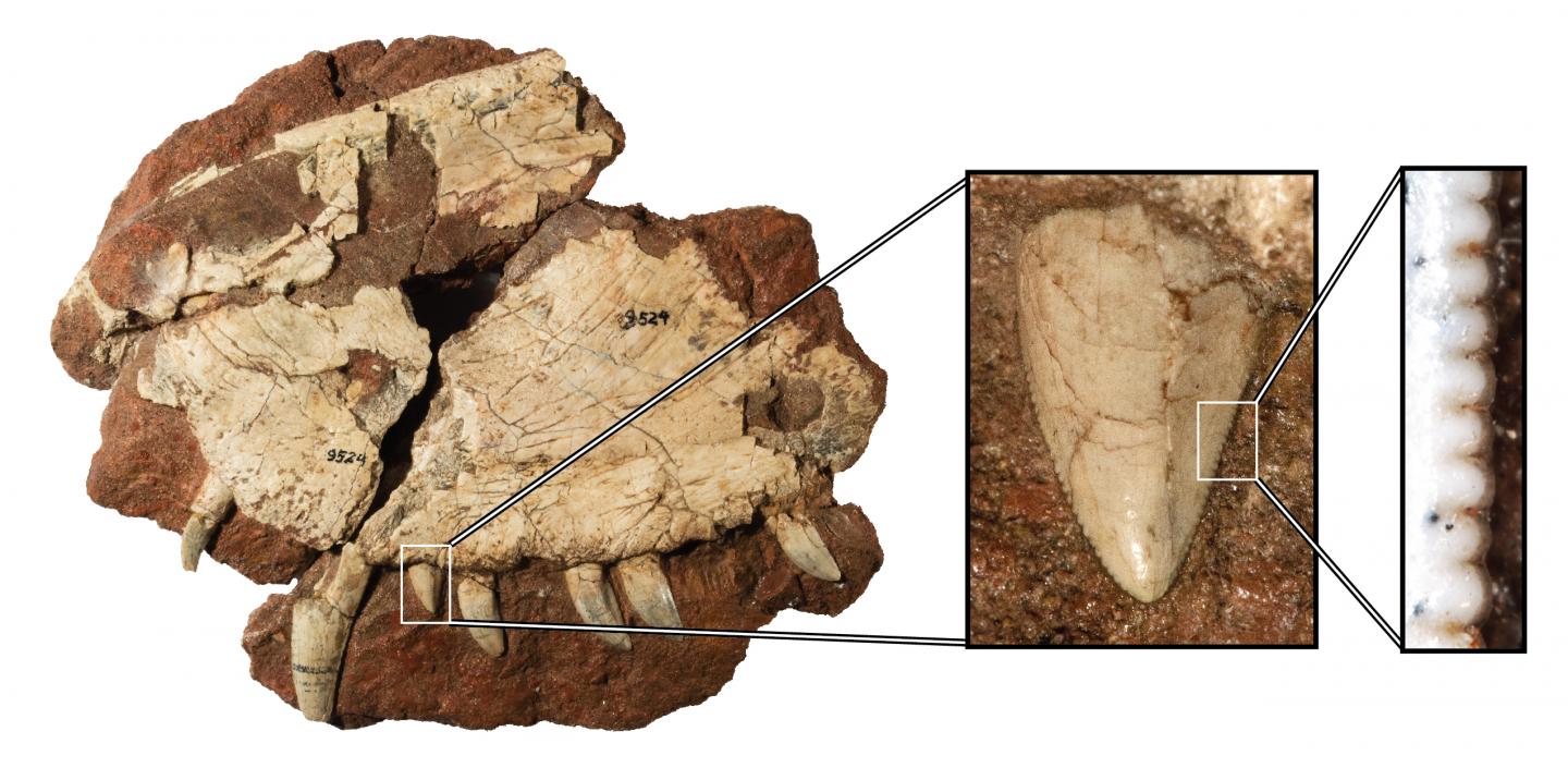 canadian dinosaur fossil