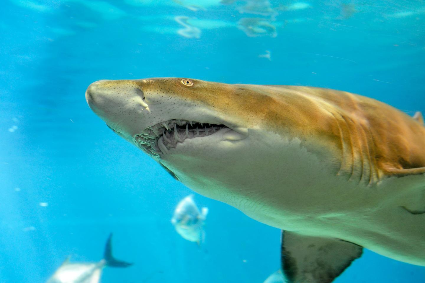 Scientists Discover Nursery Ground For Sand Tiger Shark...