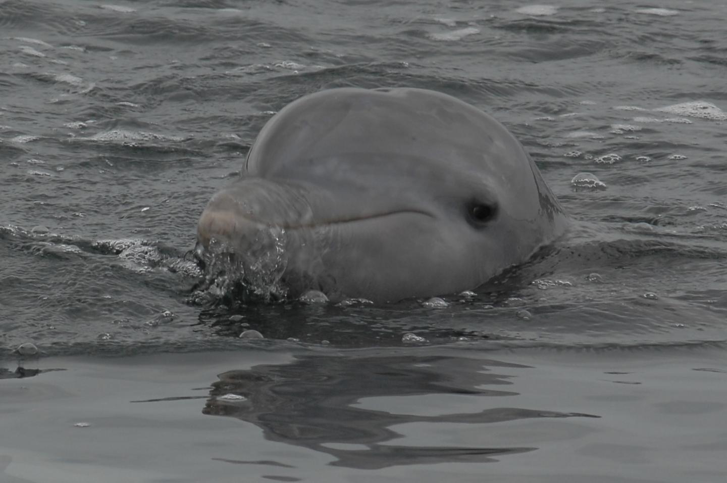 Were Panamanian Islanders Dolphin Hunters?