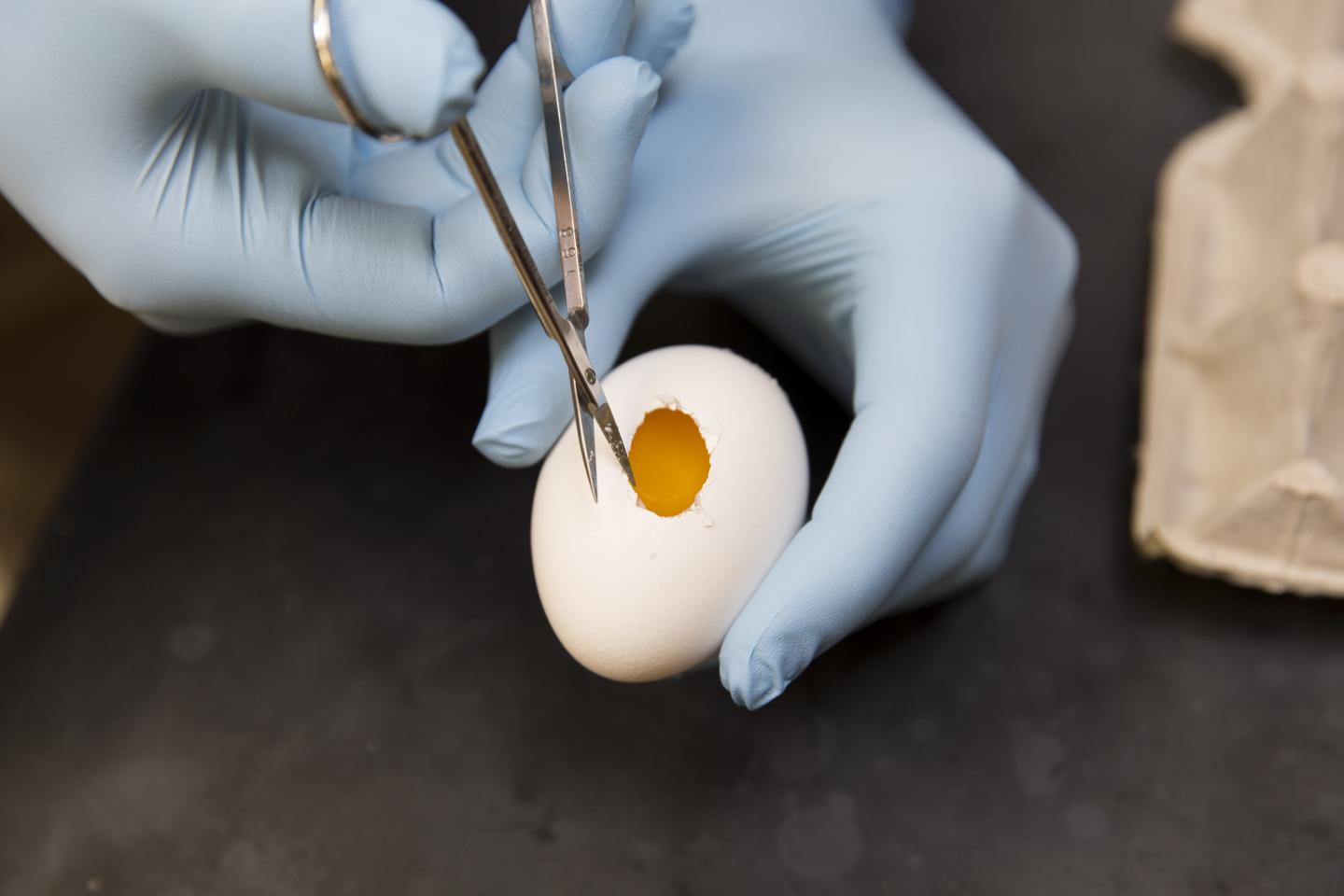 Researchers track neural stem cells by coloring chicken eggs from the