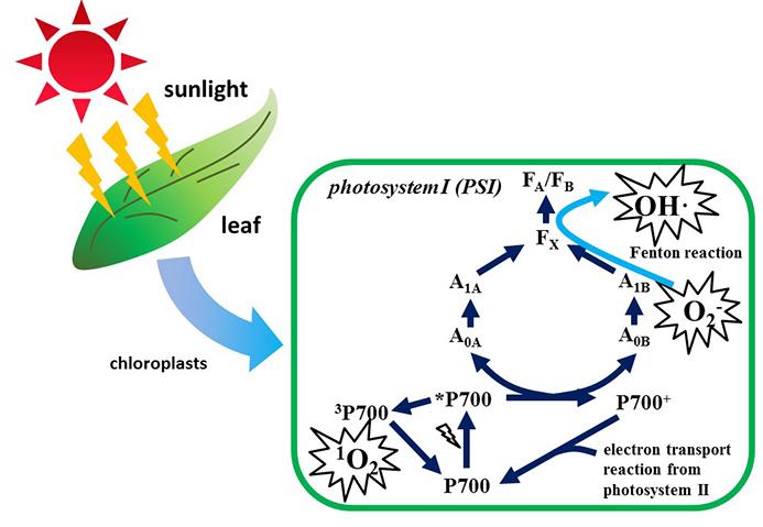 mechanism-behind-plant-withering-clarified-e-science-news