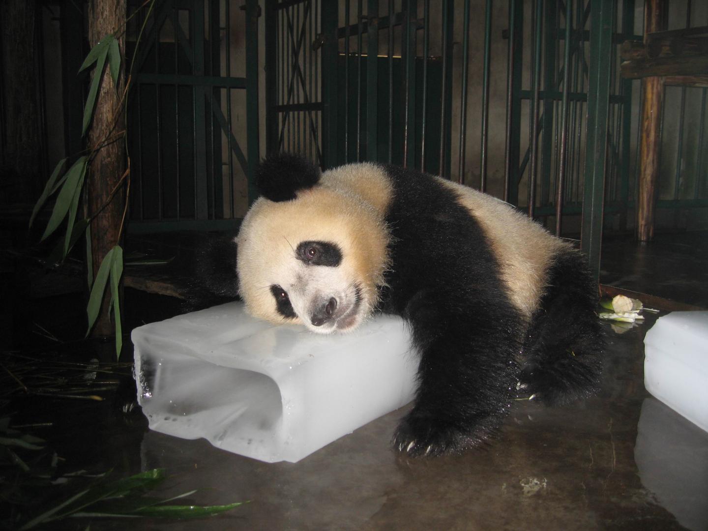 pandas-don-t-like-it-hot-temperature-not-food-is-biggest-concern-for