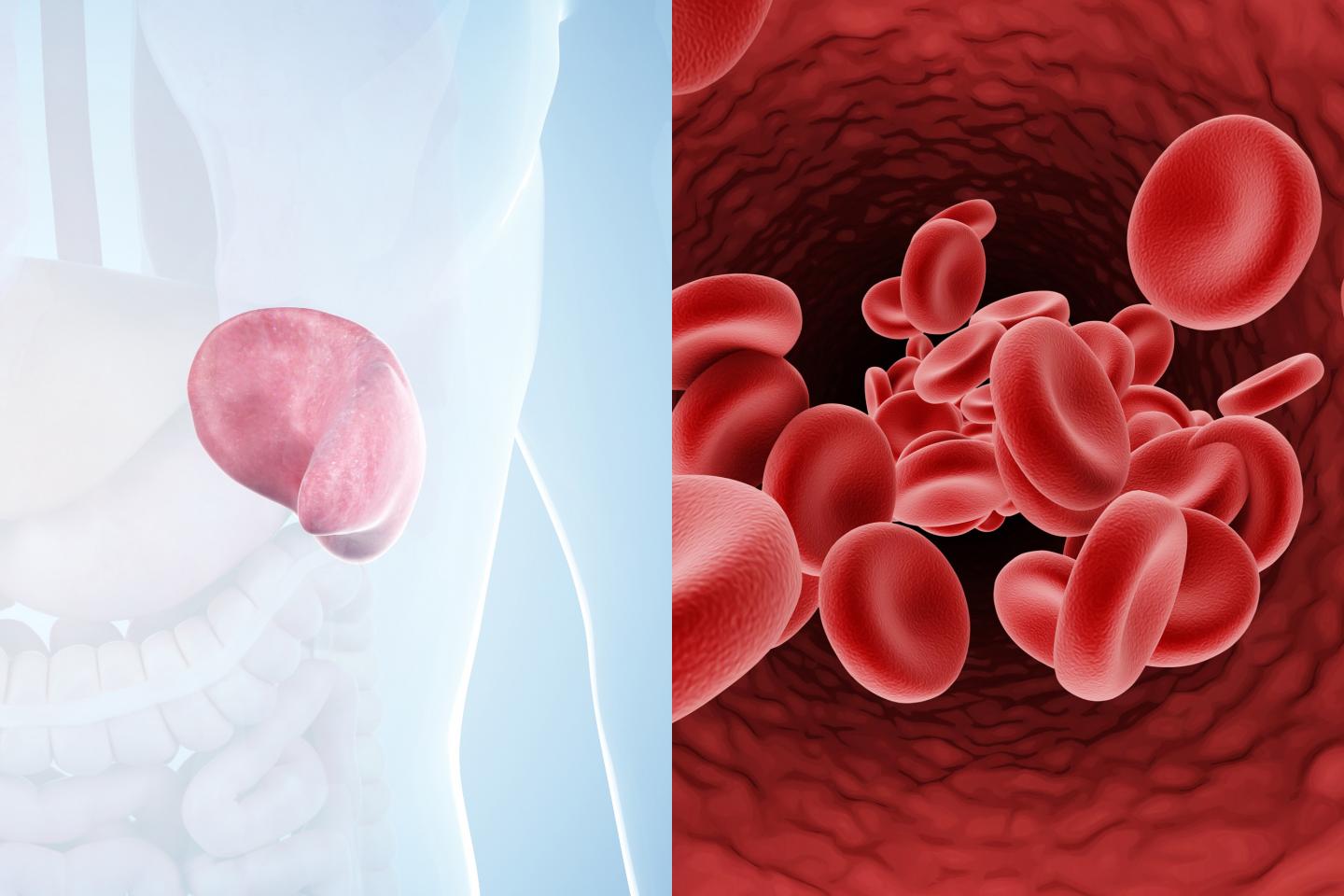 How the spleen filters blood (e) Science News
