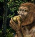 Researchers examined the teeth of Paranthropus boisei, also called the "Nutcracker Man," an ancient hominin that lived between 2.3 and 1.2 million years ago. The "Nutcracker Man" had the biggest, flattest cheek teeth and the thickest enamel of any known human ancestor and was thought to have a regular diet of nuts and seeds or roots and tubers. But analysis of scratches on the teeth and other tooth wear reveal the pattern of eating for the "Nutcracker Man" was more consistent with modern-day fruit-eating animals.