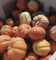 A new, virus-resistant pumpkin, specifically developed for ornamental fall and Halloween displays.