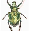 This inch-long beetle from Brazil accomplished a task that so far has stymied human researchers. University of Utah chemists determined the beetle glows iridescent green because it evolved a crystal structure in its scales that is like the crystal structure of diamonds. Such a structure is considered an ideal architecture for "photonic crystals" that will be needed to manipulate visible light in ultrafast optical computers of the future.