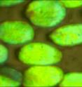 This microscopic image shows individual scales attached to the exoskeleton of the beetle Lamprocyphus augustus, and how the scales glow iridescent green because the fingernail-like material in the scales has a diamond-like crystal structure that reflects green light. University of Utah chemists are among researchers seeking to create a material with the same structure, which is considered ideal for future optical computers that would run at ultrahigh speeds on light rather than electricity.