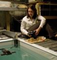 Kristi Morgansen uses a remote controller to direct a Robofish. In experiments she programs basic instructions so up to three robots can navigate without human intervention.