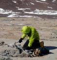 Christian Sidor of the University of Washington digs for tetrapod fossils in Allan Hills, part of the southern Victoria Land area of Antarctica, during field work in January 2006.