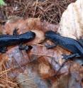 The Alpine newt (<i>Mesotriton alpestris</i>) is the only known tailed amphibian with more than one MHC II locus.